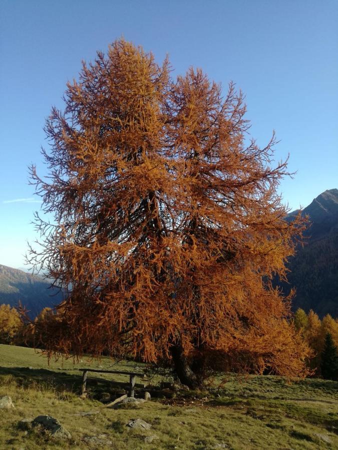 Angeli Dolomiti House Daire Croviana Dış mekan fotoğraf